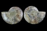 Cut & Polished Ammonite Fossil - Crystal Chambers #88174-1